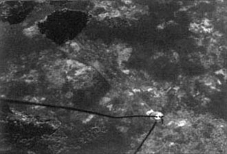 El pulpo acude al señuelo