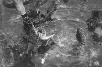 Arrantzale batek, kakoaren laguntzaz, olagarroa uretatik ateratzen du