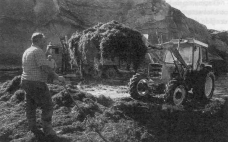 Azken hamarkadetan alga bilketa mekanizatu egin da