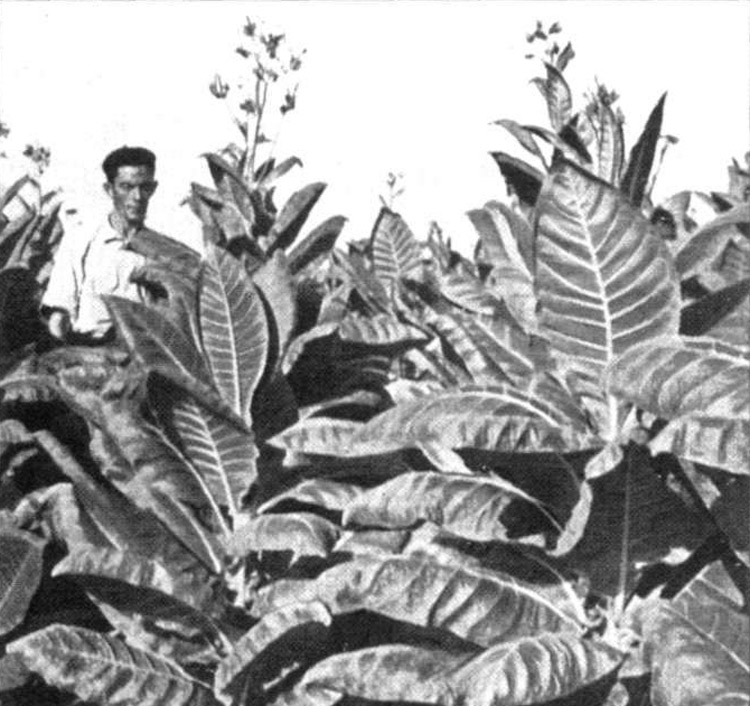 Plantas de tabaco