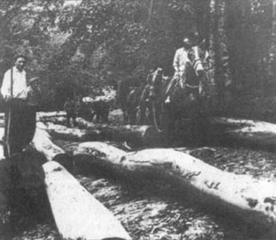 Arrastre de árboles en el bosque de Irati