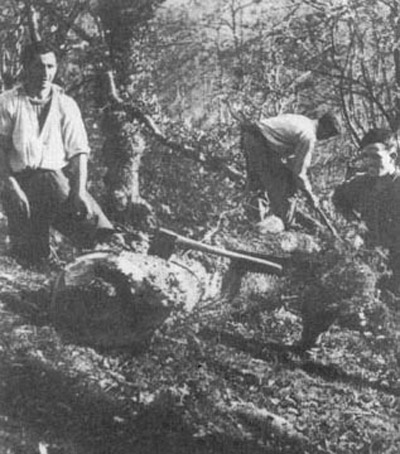 Labores de preparación de los árboles