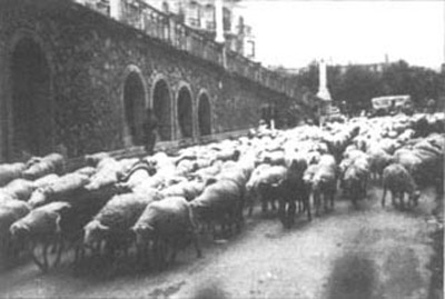 Rebaño de ovejas atravesando San Sebastián