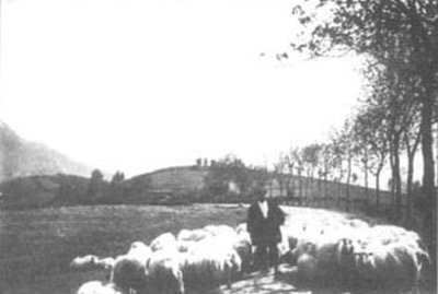 Rebaño de ovejas en Abaltzisketa