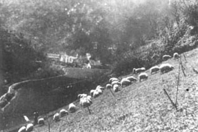 Las ovejas pastan en las cercanías de Lastur