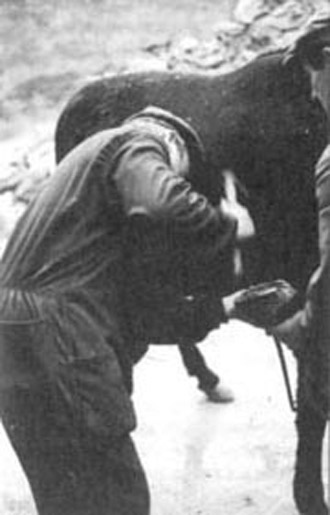 Herrando caballerías