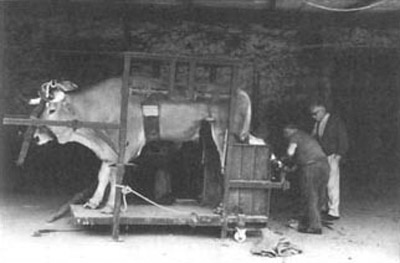 Herrando caballerías