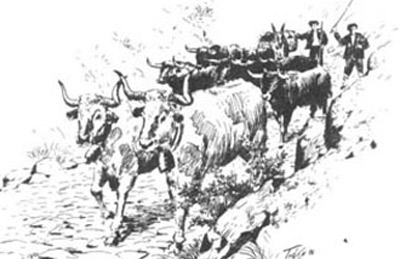 Traslado a pie de ganado bravo navarro por la cañada real de Tauste