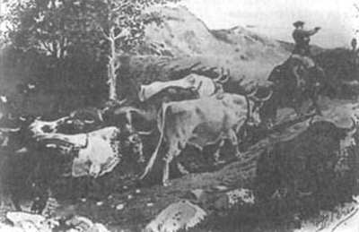 Traslado de ganado bravo