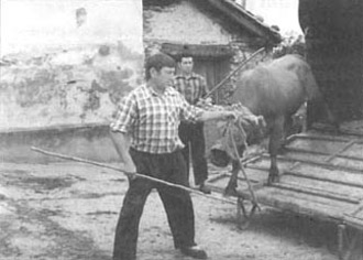 Gaur egun zezenak kamioietan garraiatzen badira ere