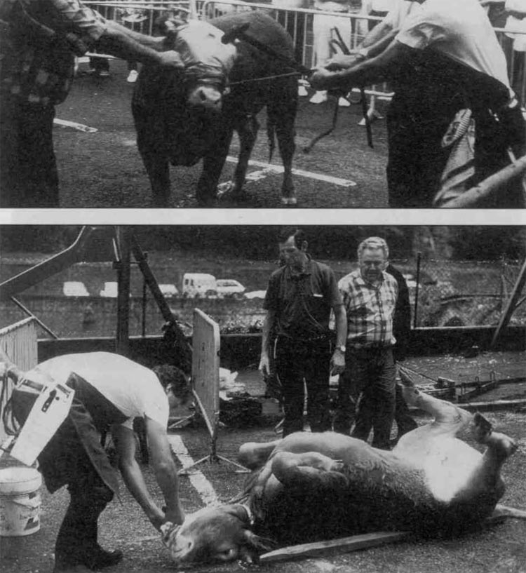 Ganadu bat hil ondoren odolusten Osintxun