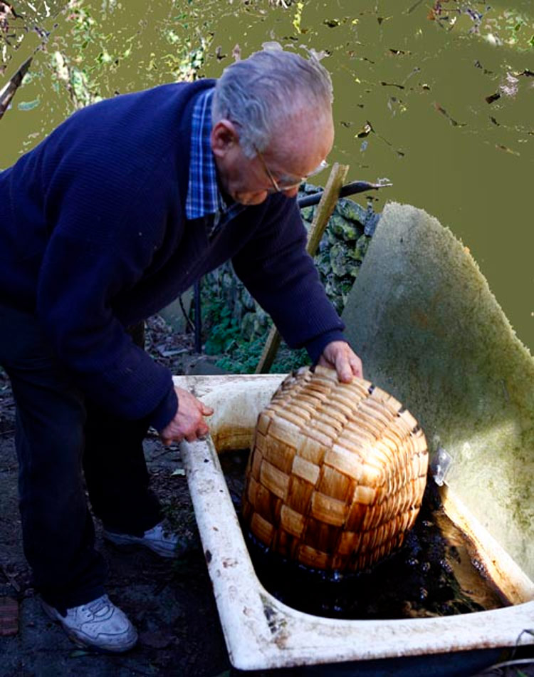 Introducción de la cesta en nogalina