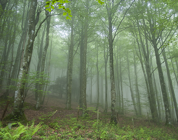 Más de 4,8 millones de euros para consolidar el futuro de los bosques de Gipuzkoa...