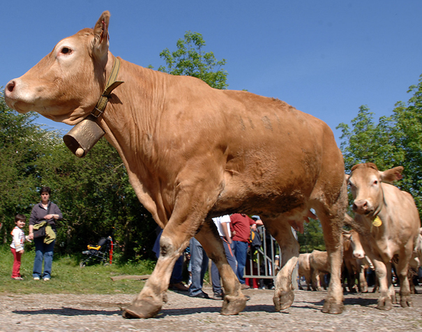 La Diputación impulsa un nuevo centro de testaje de ganado en Aia...