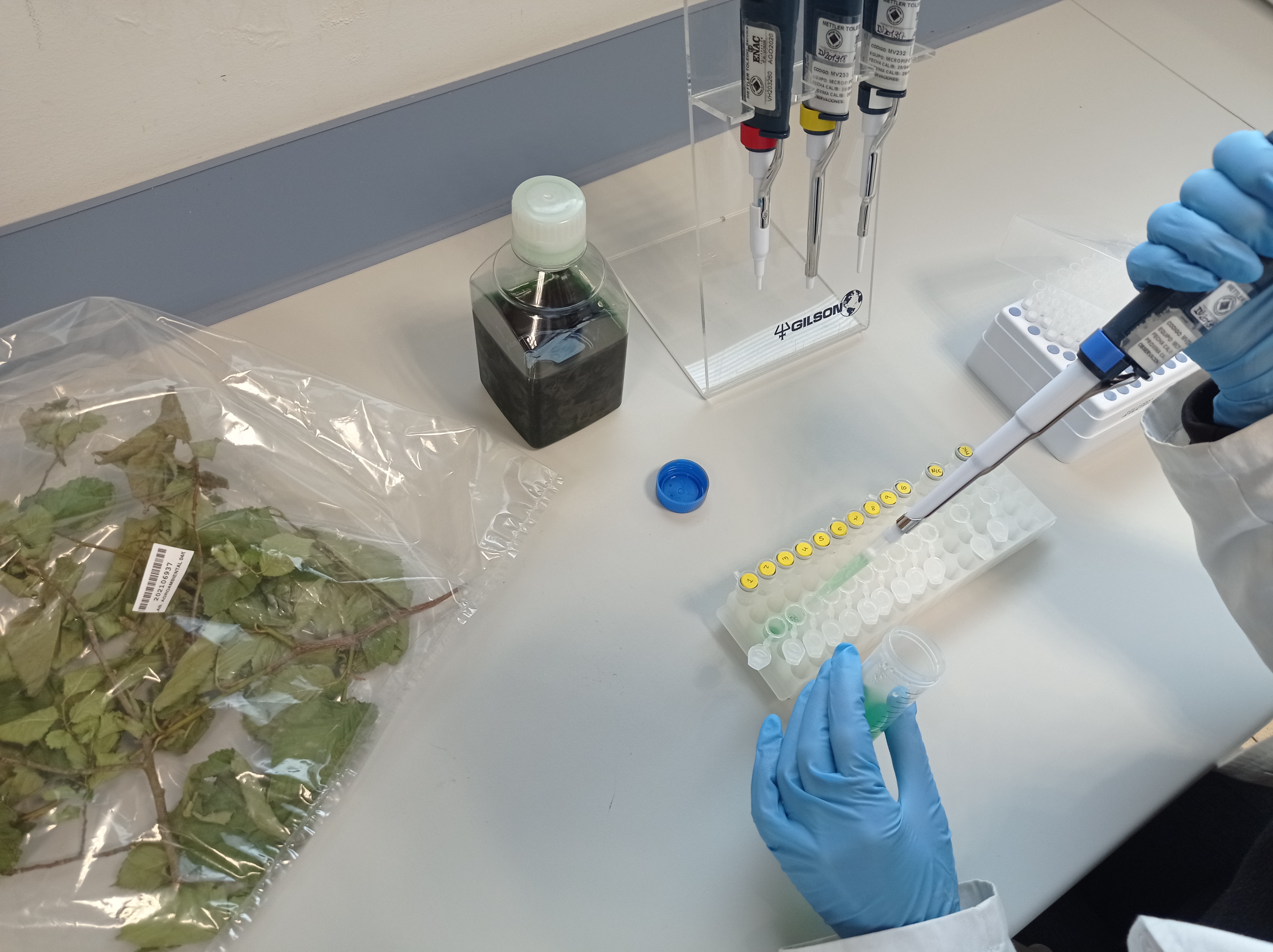 Foto de 
 Fraisoro ha logrado la acreditación del análisis de Xylella fastidiosa mediante PCR