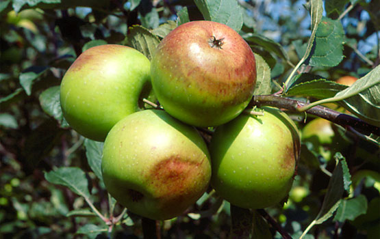 Manzanas afectadas por golpe de sol.