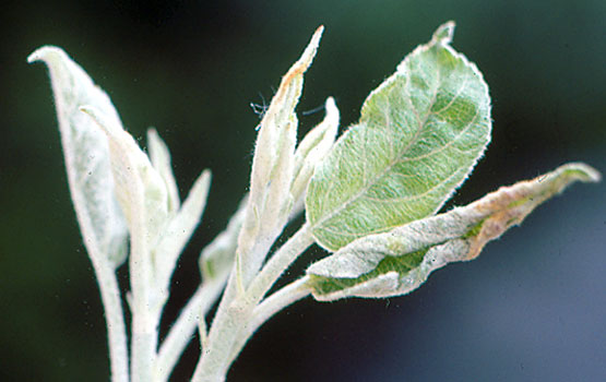 Brote cuyas hojas enrolladas empiezan a enrojecer.