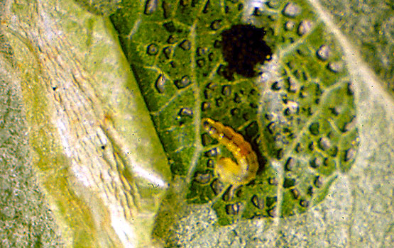 Oruga dentro de la galería, junto a  sus excrementos de color negro.