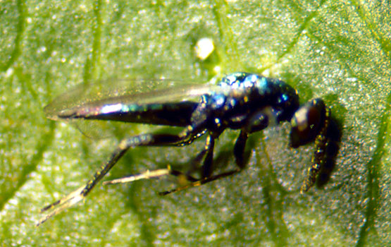 Lithocolletis larben parasitoa den himenopteroa.