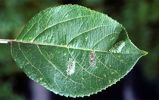 Síntomas de daños en la cara superior de la hoja.