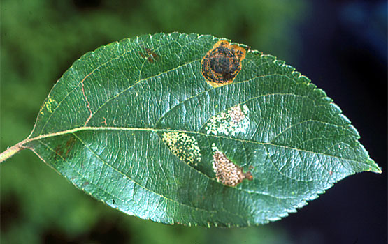 Síntomas de daños de la minadora en elipse, junto con daño provocado por la minadora en círculos.