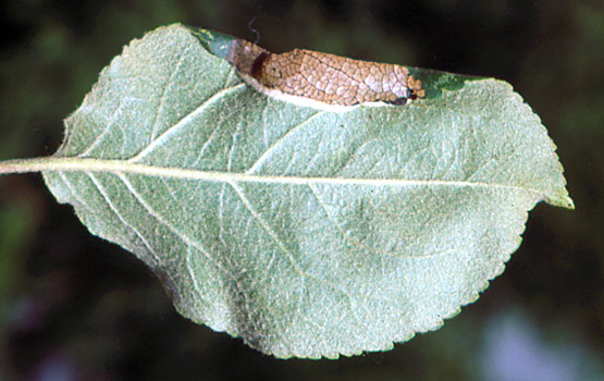 Borde de hoja replegado por acción de la minadora.