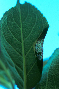 Aspecto plateado de la galería.