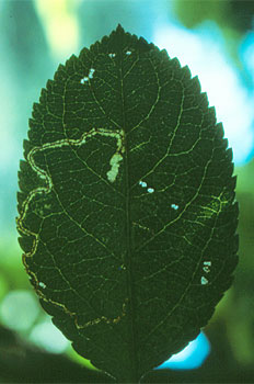 Galería sinuosa en hoja de manzano.