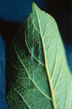 Capullo en forma de hamaca sujeto a la hoja por finos hilos.