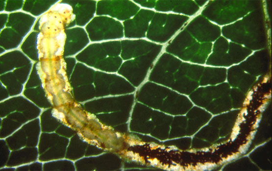 Detalle de la galería. Se observa a la oruga y, tras de sí, una linea oscura de excrementos.