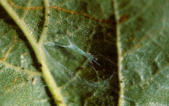 Detalle del capullo.