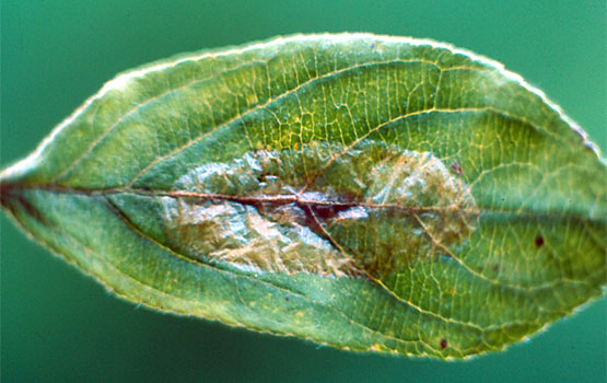 Meatze luzexka hostoaren gainaldean.