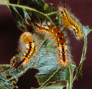 Orgya gonostigma beldarrak hosto bat irensten.