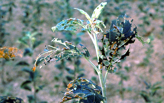 Beldarrez jositako sagar-kimua.