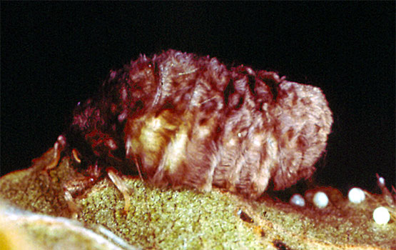 Orgya gonostigma emea errunaldia jartzen.