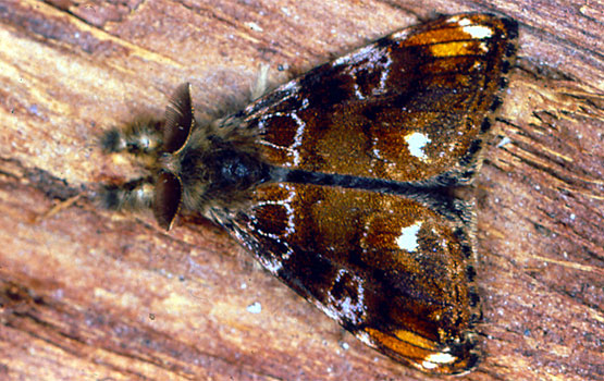 Mariposa macho de Orgya gonostigma.