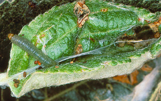 Pandemis beldarraren kalteak.