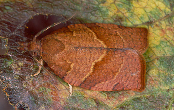 Tximeleta edo intsektu heldua.