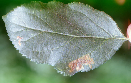 Daño causado por larvas de  Phytomyza, en el haz de una hoja.