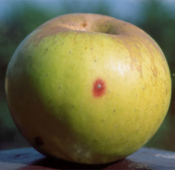 Piojo de San José sobre fruto.