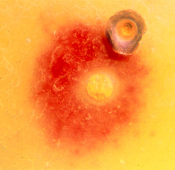 Caparazón levantado, hembra adulta de color amarillo y aureola rojiza típica.