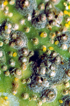 Colonia de piojo de San José, donde se aprecian algunas cochinillas con el escudo perforado debido al parasitismo que sufren.