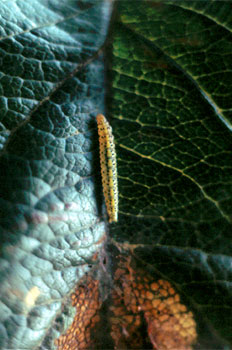 Oruga de la polilla saliendo de su refugio.