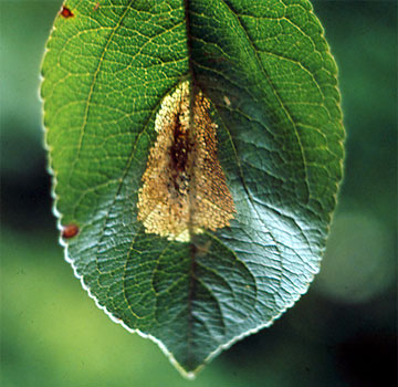 Hoja roida; se aprecia una zona más oscura