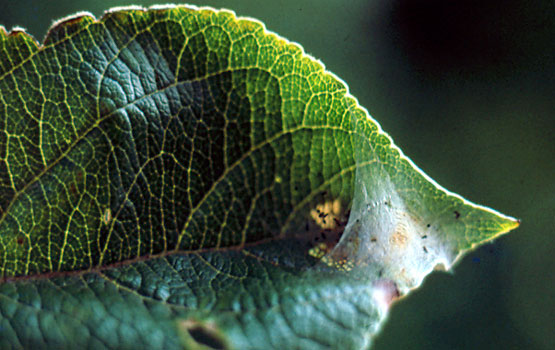 Telilla bajo la cual se protege la oruga.