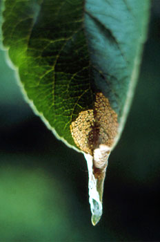 Zona apical atacada por la polilla.