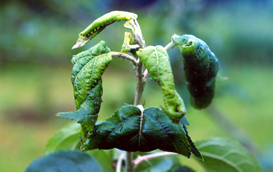 Brote con hojas deformadas por ataque de pulgón.
