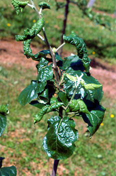 Deformación de hojas, en brote atacado por pulgón ceniciento.