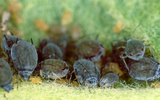 Colonia de pulgón ceniciento.