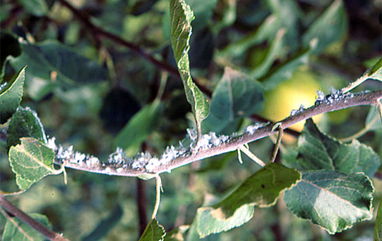 Zorri lanigeroak erasotako kimua.